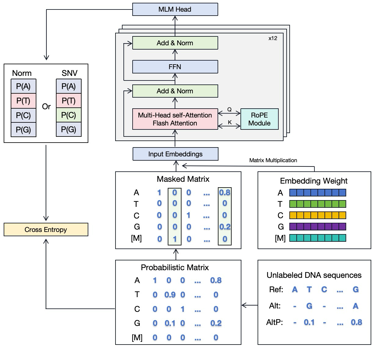 MutBERT: Probabilistic Genome Representation Improves Genomics Foundation Models